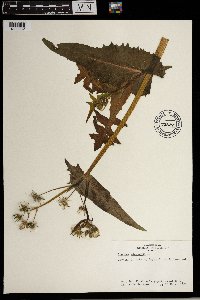 Sonchus oleraceus image