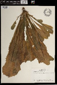 Sonchus oleraceus image