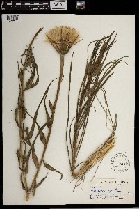Tragopogon dubius image