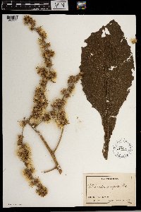 Vernonia doniana image