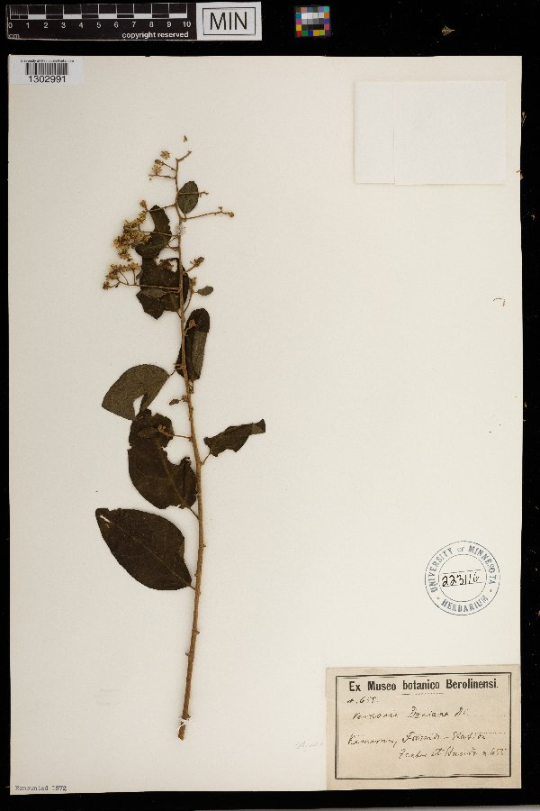 Vernonia doniana image