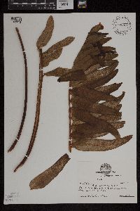 Media resource of Acrostichum aureum