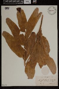 Acrostichum aureum image