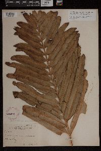 Acrostichum aureum image