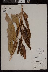 Acrostichum aureum image