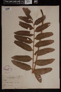 Acrostichum aureum image