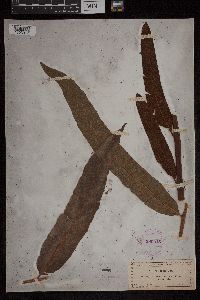 Acrostichum aureum image