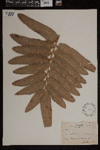 Acrostichum aureum image