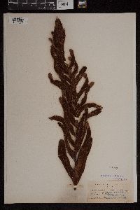 Acrostichum aureum image