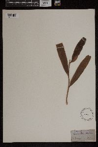 Acrostichum aureum image