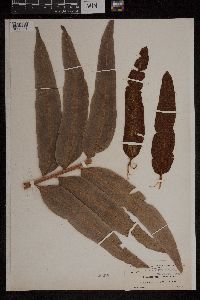 Acrostichum aureum image