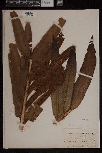 Acrostichum aureum image