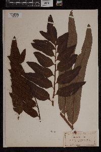 Acrostichum aureum image