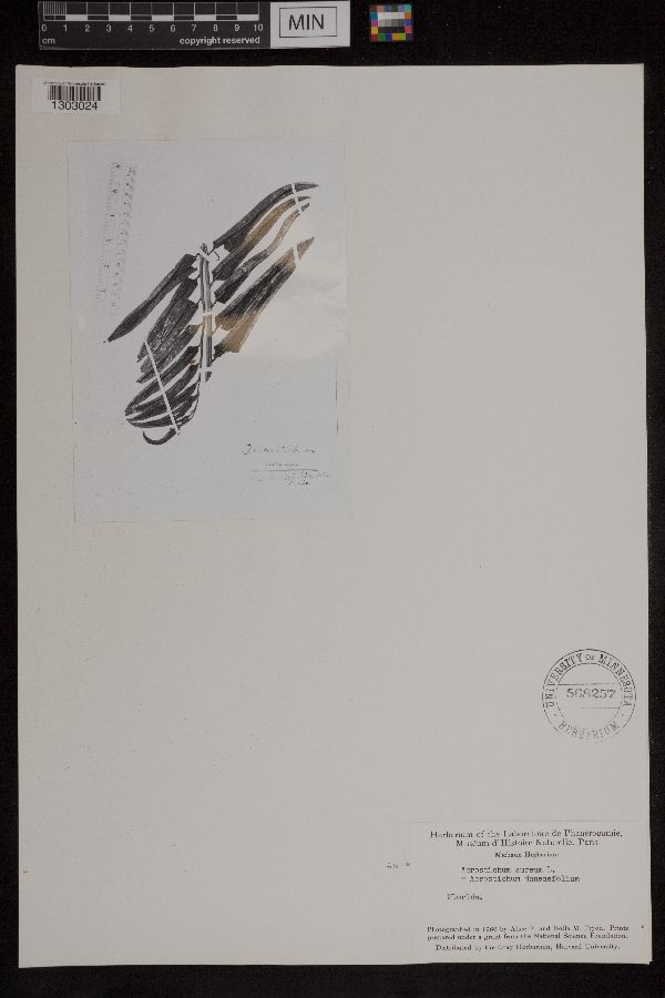 Acrostichum aureum image