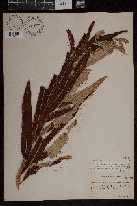 Media resource of Acrostichum danaeifolium