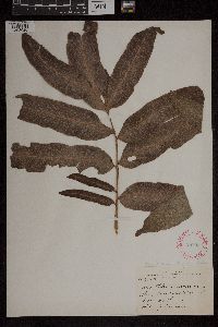 Acrostichum danaeifolium image