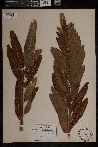 Acrostichum danaeifolium image