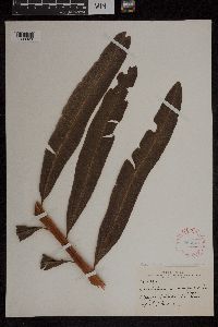 Acrostichum danaeifolium image