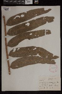 Acrostichum danaeifolium image