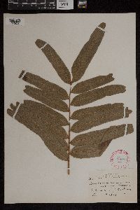 Acrostichum danaeifolium image