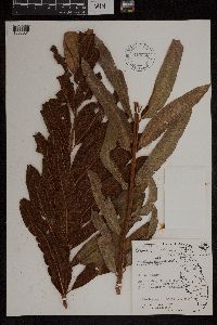 Acrostichum danaeifolium image