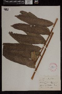 Acrostichum danaeifolium image