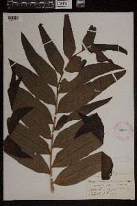 Acrostichum danaeifolium image