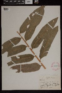 Acrostichum danaeifolium image