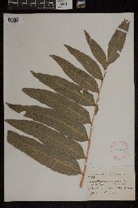 Acrostichum danaeifolium image