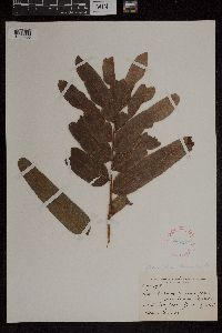 Acrostichum danaeifolium image