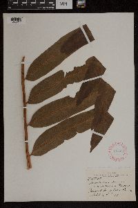 Acrostichum danaeifolium image