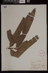 Acrostichum danaeifolium image