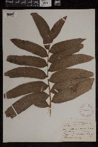 Acrostichum danaeifolium image