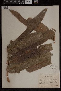 Acrostichum danaeifolium image