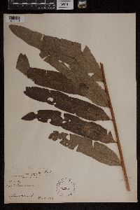 Acrostichum danaeifolium image