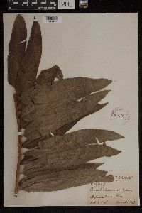 Acrostichum danaeifolium image