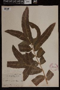 Acrostichum danaeifolium image