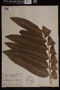 Acrostichum danaeifolium image
