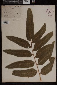 Acrostichum danaeifolium image