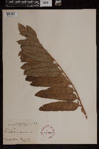 Acrostichum danaeifolium image