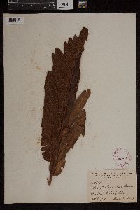 Acrostichum danaeifolium image