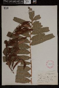 Acrostichum danaeifolium image