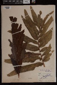 Acrostichum danaeifolium image