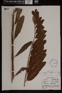 Acrostichum danaeifolium image