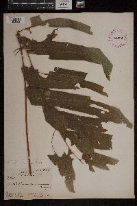 Acrostichum danaeifolium image