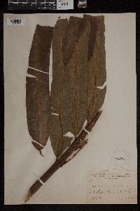 Acrostichum danaeifolium image