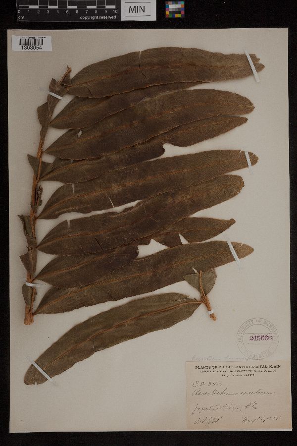 Acrostichum danaeifolium image