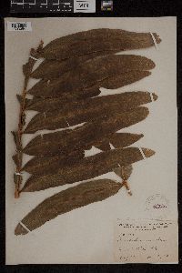 Image Associated With the Occurrence