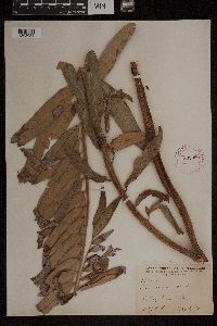 Acrostichum danaeifolium image