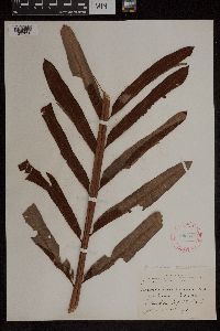 Acrostichum danaeifolium image